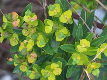 Euphorbia dendroides